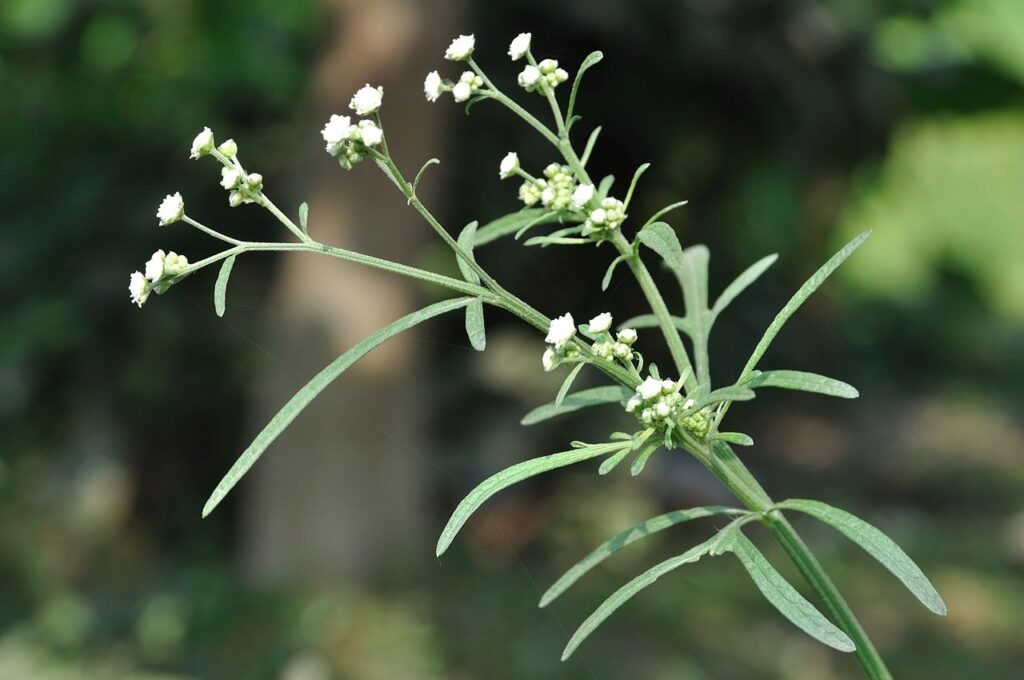 Parthenium or Congress Grass causes respiratory issues