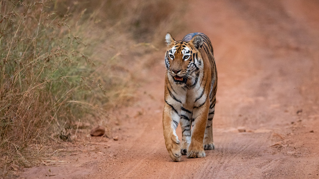 World Tiger Day: What led India to become a safe haven for tigers 