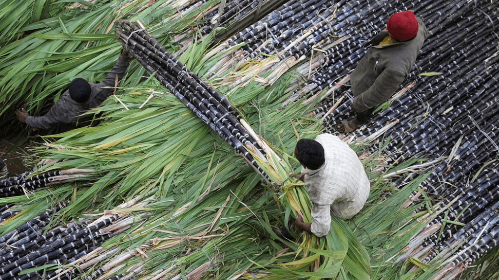 Cabinet approves highest-ever fair and remunerative price of sugarcane at Rs 305 per quintal