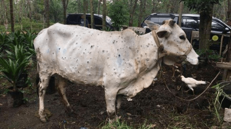 India-made vaccine for Lumpy Skin disease in livestock launched