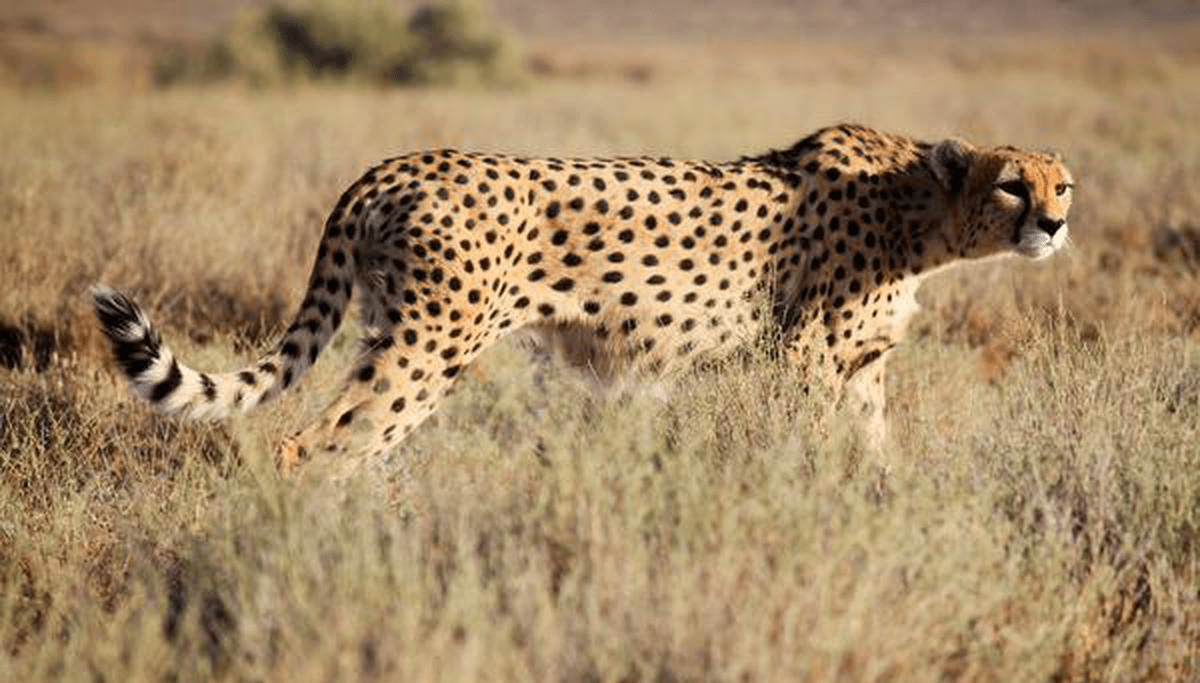 Cheetahs to return to India; here’s all that you need to know 