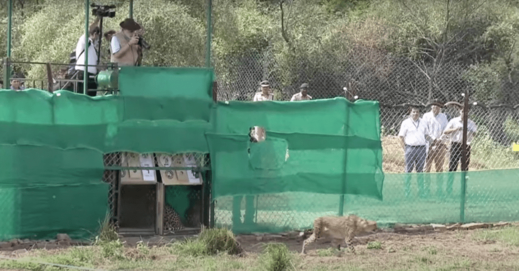 After 70 years, India gets cheetahs again The Theorist
