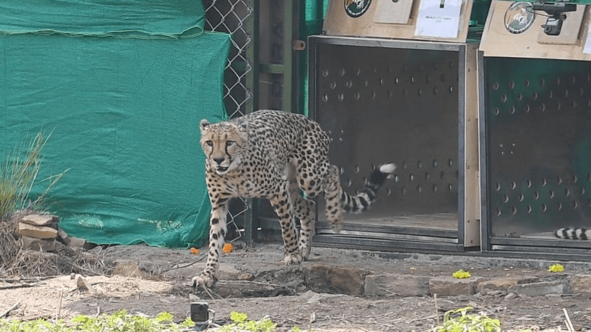 Meet the cheetahs PM Modi released at Kuno National Park. The Theorist