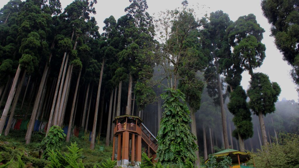 A view of Lamahatta Eco Park | Photo by: Sayani Biswas The Theorist