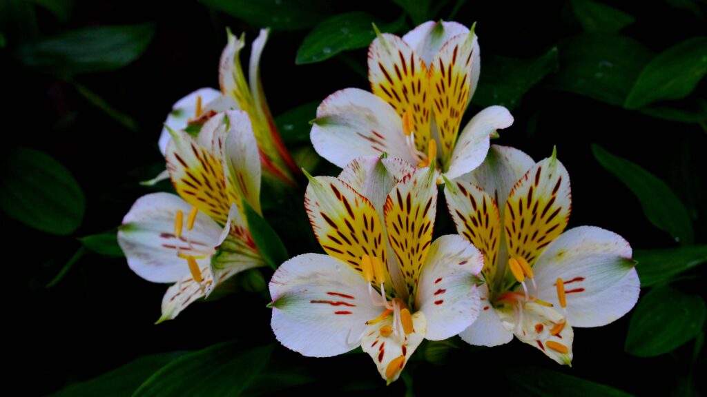 A variety of orchid at the Takdah Orchid Centre | Photo by: Sayani Biswas