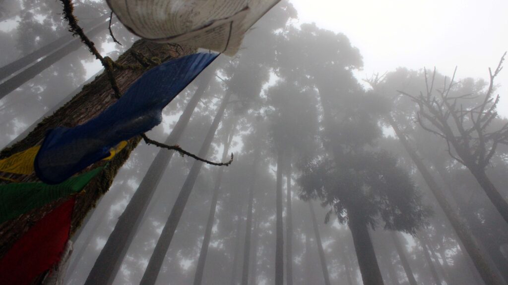 A pine forest in Takdah covered in dense fog | Photo by: Sayani Biswas The Theorist