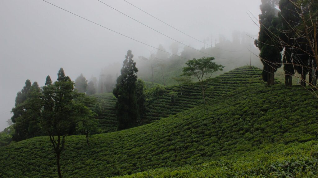 A view of Rangli Rangliot tea garden | Photo by: Sayani Biswas The Theorist