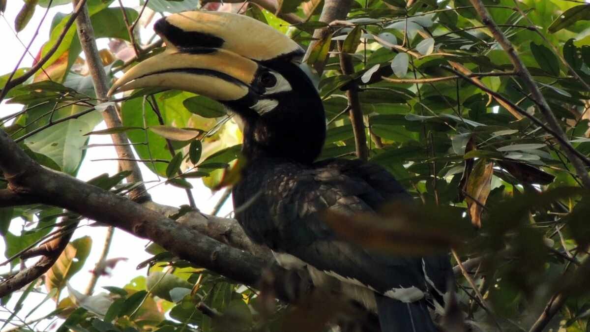 Picture of hornbill Complete travel guide: This summer, escape the heat and reach Sittong in North Bengal