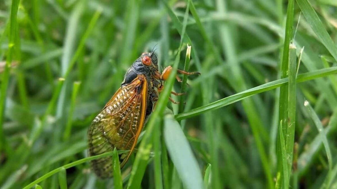 Once in 221 years: A trillion cicadas are all set to emerge in US