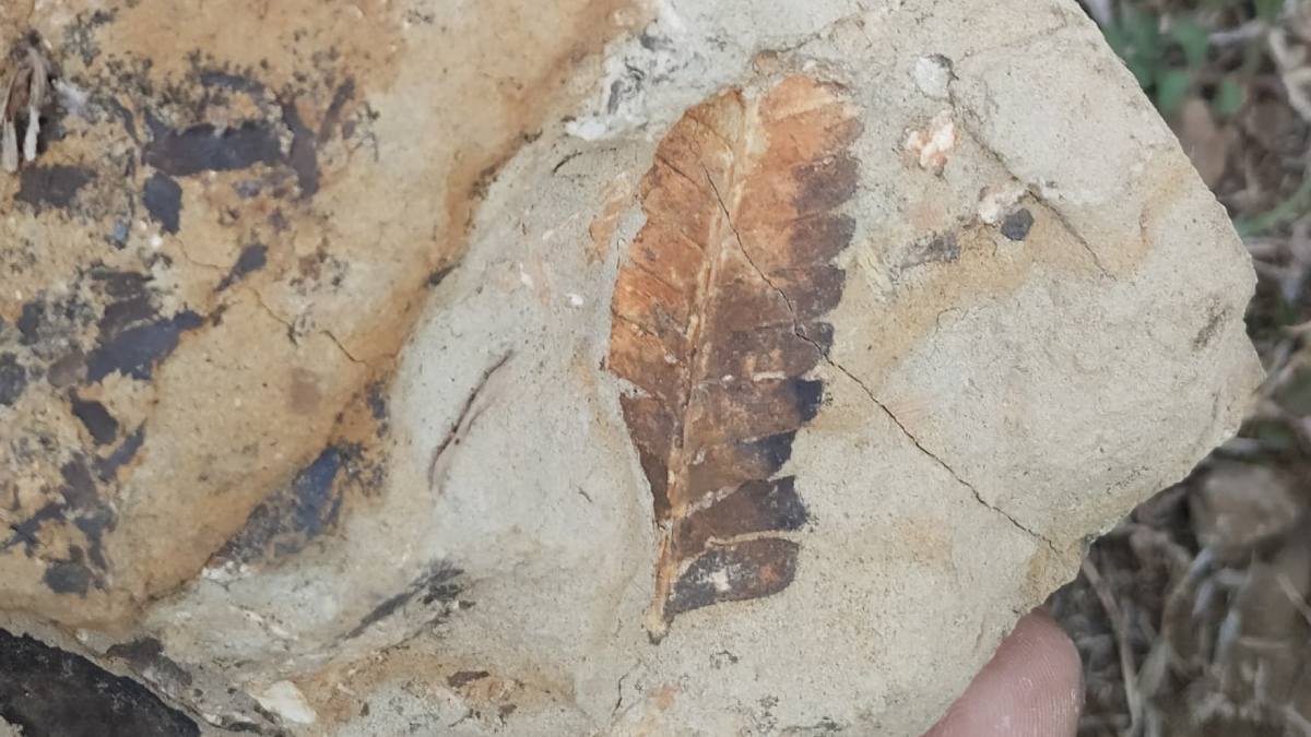 plant fossil, plant imprint fossil, rajmahal, sahibganj,