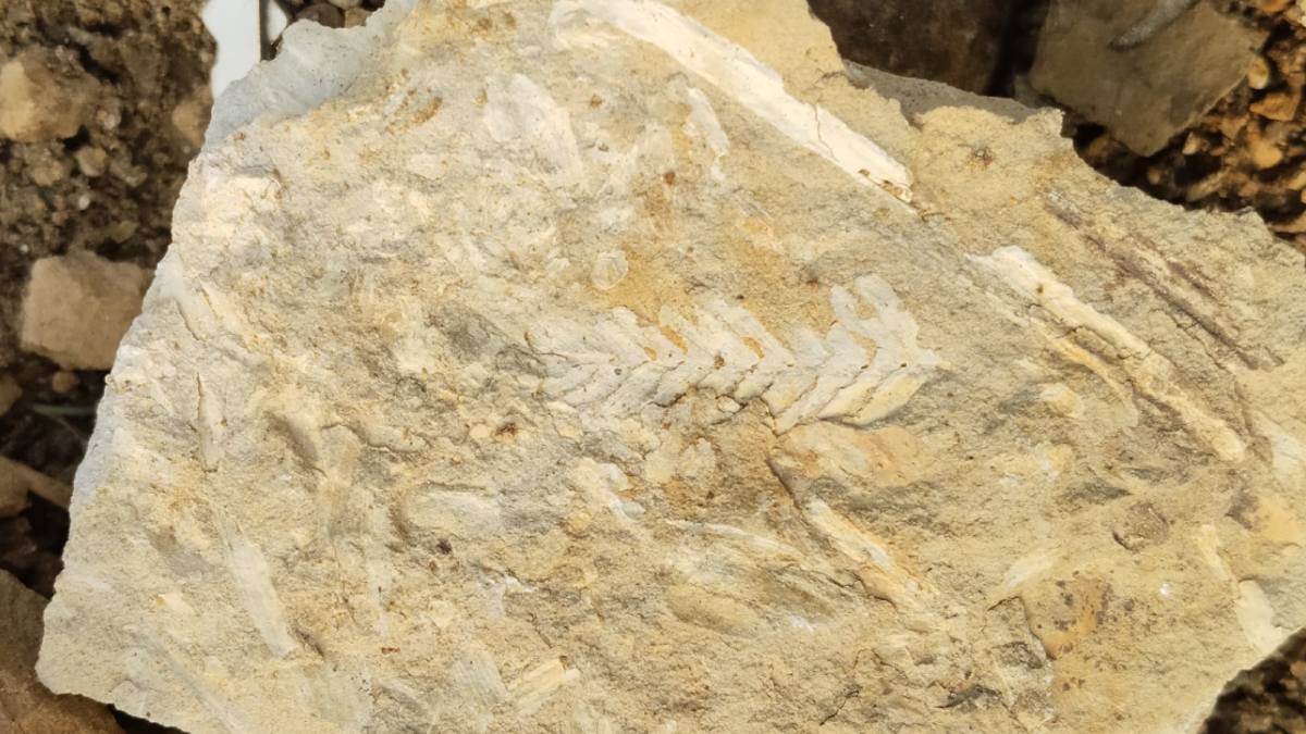 plant fossil, plant imprint fossil, rajmahal, sahibganj,