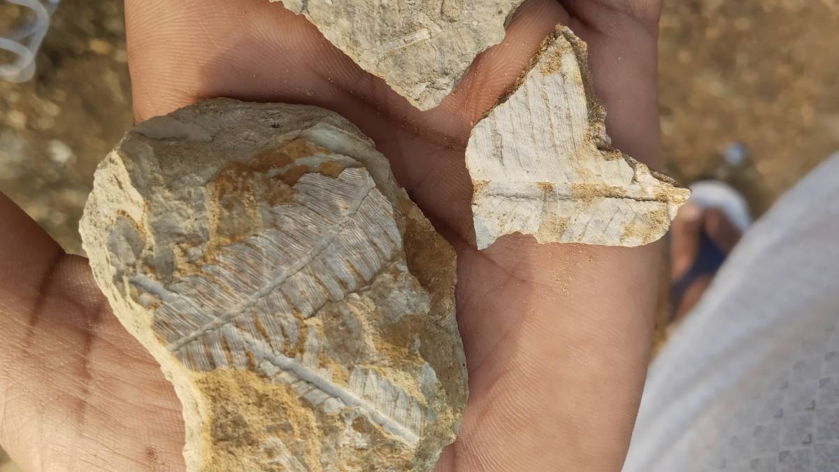plant fossil, plant imprint fossil, rajmahal, sahibganj,